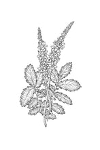 Load image into Gallery viewer, 01 Agrimony