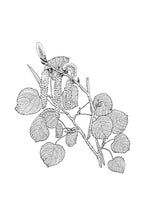 Load image into Gallery viewer, 02 Aspen