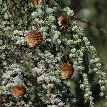 Load image into Gallery viewer, Atlas Cedarwood