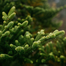 Load image into Gallery viewer, Balsam Fir
