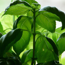 Load image into Gallery viewer, Basil, Exotic