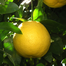 Load image into Gallery viewer, Bergamot