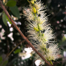 Load image into Gallery viewer, Cajeput