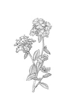 Load image into Gallery viewer, 05 Cerato