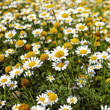 Load image into Gallery viewer, Roman Chamomile