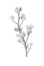 Load image into Gallery viewer, 06 Cherry Plum