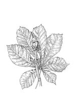 Load image into Gallery viewer, 07 Chestnut Bud