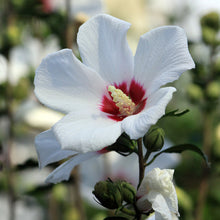 Load image into Gallery viewer, Cistus (Labdanum)