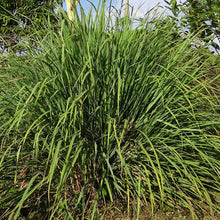 Load image into Gallery viewer, Citronella