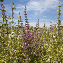 Load image into Gallery viewer, Clary Sage