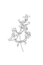 Load image into Gallery viewer, 09 Clematis
