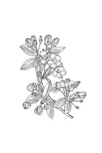 Load image into Gallery viewer, 10 Crab Apple
