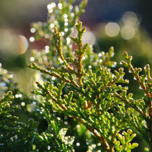 Load image into Gallery viewer, Cypress