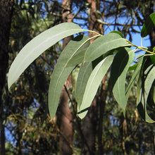 Load image into Gallery viewer, Eucalyptus Radiata