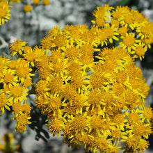 Load image into Gallery viewer, Everlasting / Helichrysum