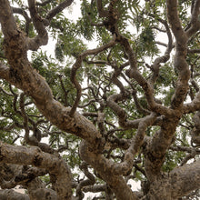 Load image into Gallery viewer, Frankincense