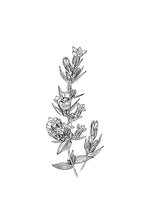 Load image into Gallery viewer, 12 Gentian