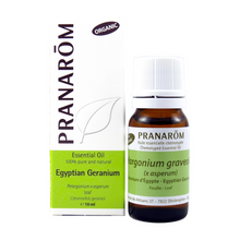 Load image into Gallery viewer, Geranium Egyptian