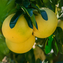 Load image into Gallery viewer, Grapefruit