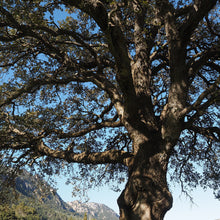 Load image into Gallery viewer, Ho Wood