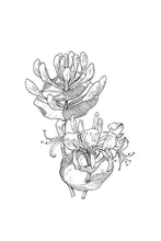 Load image into Gallery viewer, 16. Honeysuckle