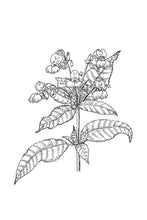 Load image into Gallery viewer, 18. Impatiens