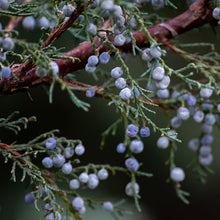 Load image into Gallery viewer, Juniper