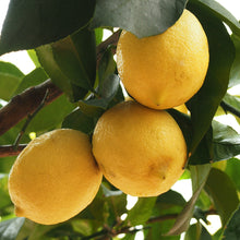 Load image into Gallery viewer, Lemon