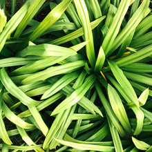 Load image into Gallery viewer, Lemongrass