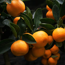 Load image into Gallery viewer, Mandarin
