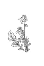 Load image into Gallery viewer, 21. Mustard