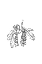Load image into Gallery viewer, 22. Oak