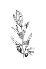 Load image into Gallery viewer, 23. Olive