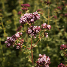 Load image into Gallery viewer, Oregano