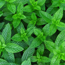 Load image into Gallery viewer, Peppermint