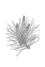 Load image into Gallery viewer, 24. Pine