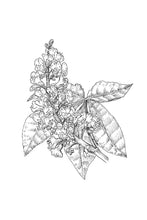 Load image into Gallery viewer, 25. Red Chestnut