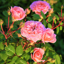 Load image into Gallery viewer, Rose