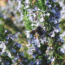 Load image into Gallery viewer, Rosemary Camphor CT1