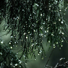 Load image into Gallery viewer, Scots Pine