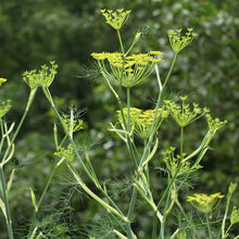 Load image into Gallery viewer, Fennel Sweet