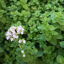 Load image into Gallery viewer, Sweet Marjoram CT Thujanol