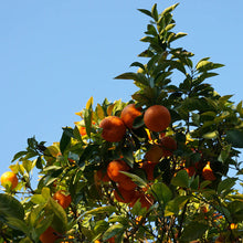Load image into Gallery viewer, Sweet Orange
