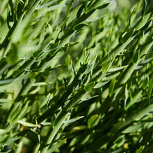 Load image into Gallery viewer, Tarragon