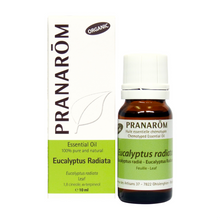 Load image into Gallery viewer, Eucalyptus Radiata