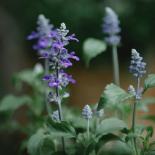 Load image into Gallery viewer, Sage