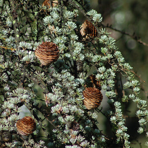 Atlas Cedarwood