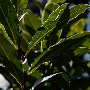 Bay Laurel