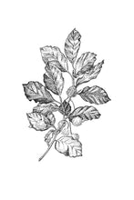 Load image into Gallery viewer, 03 Beech
