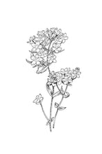 Load image into Gallery viewer, 04 Centaury
